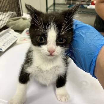 107599 -  Domestic Short Hair Cat for Adoption in Las Cruces, New Mexico - 107599 | PetCurious