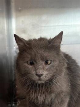 Domestic Long Hair Cats Available for Adoption in El Paso, Texas - Buckeye | PetCurious