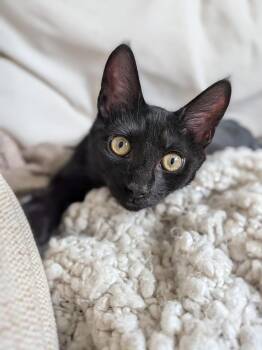 Batman and Scotty -  Domestic Short Hair Cat for Adoption in Bear, Delaware - Batman And Scotty | PetCurious