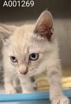 Rescue Domestic Short Hair Cats for Adoption in Ontario, California - MAUI - ADOPTION PENDING | PetCurious