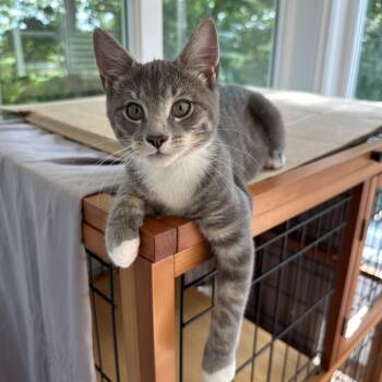 Smurf Solis (playful active boy) -  Domestic Short Hair Cat for Adoption in Stowe, Pennsylvania - Smurf Solis (playful Active Boy) | PetCurious