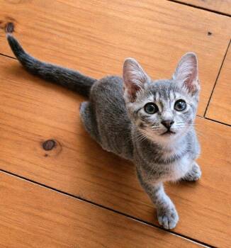 Pearl -  Domestic Short Hair Cat for Adoption in Lunenburg, Massachusetts - Pearl | PetCurious