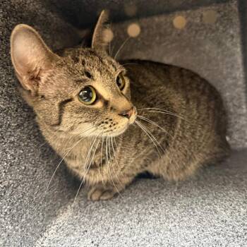 Ryder -  Domestic Short Hair Cat Available for Adoption in Winston-salem, North Carolina - Ryder | PetCurious