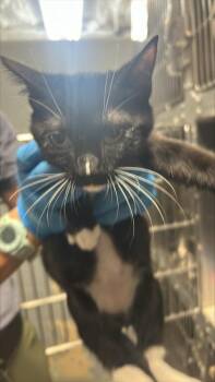 Thackery Binx -  Domestic Short Hair Cat for Adoption in Largo, Florida - Thackery Binx | PetCurious
