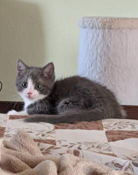 Thunder -  Domestic Medium Hair Cat Available for Adoption in Westfield, Wisconsin - Thunder | PetCurious