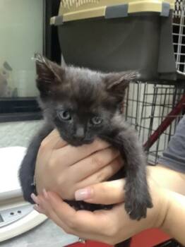 Rescue Domestic Short Hair Cats for Adoption in Fort Worth, Texas - 59669438 | PetCurious