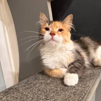 Suki -  Domestic Long Hair Cat for Adoption in Greensburg, Pennsylvania - Suki | PetCurious