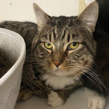 August -  Domestic Short Hair Cat for Adoption in Fall River, Massachusetts - August | PetCurious