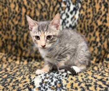 Domestic Short Hair Cats Available for Adoption in Conroe, Texas - ALICE | PetCurious