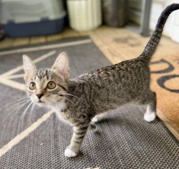 Tabby and Domestic Short Hair Cats Available for Adoption in Garner, North Carolina - Tank | PetCurious