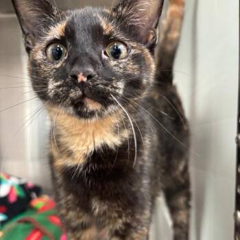 Rose -  Domestic Short Hair Cat for Adoption in Corpus Christi, Texas - Rose | PetCurious