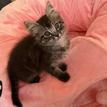 Ducky K46251 -  Domestic Medium Hair Cat for Adoption in Corsicana, Texas - Ducky K46251 | PetCurious