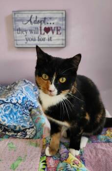 Rescue Calico Cats for Adoption in Wild Rose, Wisconsin - Kiki | PetCurious