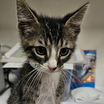 Hotch -  Domestic Short Hair Cat for Adoption in Donalsonville, Georgia - Hotch | PetCurious
