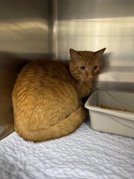 Rescue Domestic Short Hair Cats for Adoption in Clarksville, Tennessee - Dean | PetCurious