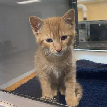 Domestic Short Hair Cats Available for Adoption in Nevada, Missouri - Flames | PetCurious