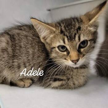 Adele -  Domestic Short Hair Cat for Adoption in Buchanan Dam, Texas - Adele | PetCurious