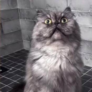 Minnoe -  Persian Cat for Adoption in Fort Lauderdale, Florida - Minnoe | PetCurious
