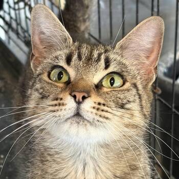 Ginger -  Domestic Short Hair Cat for Adoption in Inwood, West Virginia - Ginger | PetCurious