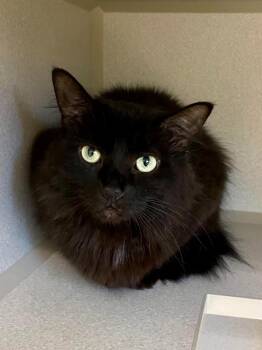 Rae -  Domestic Long Hair Cat for Adoption in Bloomington, Indiana - Rae | PetCurious