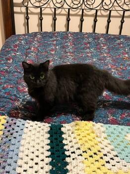 Domestic Medium Hair Cats Available for Adoption - Girlfriend (Courtesy Post) | PetCurious