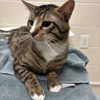 Domestic Short Hair Cats Available for Adoption - Skitts | PetCurious