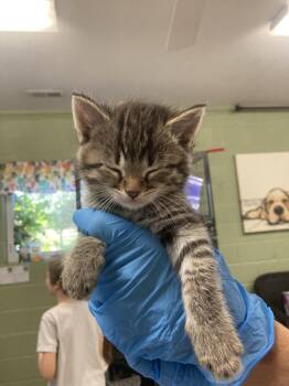 Domestic Short Hair Cats Available for Adoption in Burnsville, North Carolina - Cam Shaft | PetCurious