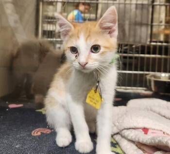 PETER -  Domestic Short Hair Cat for Adoption in St. Louis, Missouri - PETER | PetCurious