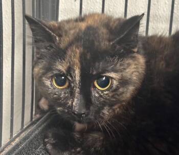 Domestic Short Hair Cats Available for Adoption in Saginaw, Michigan - Ginger | PetCurious