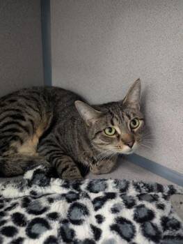 Milo -  Domestic Short Hair Cat for Adoption in East Brookfield, Massachusetts - Milo | PetCurious
