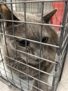 MITTENS -  Domestic Short Hair Cat for Adoption in Las Vegas, Nevada - MITTENS | PetCurious