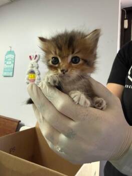 Domestic Medium Hair Cats Available for Adoption in Fort Walton Beach, Florida - DIXIE | PetCurious