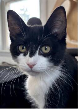 Jackolope -  Domestic Short Hair Cat for Adoption in Beacon, New York - Jackolope | PetCurious