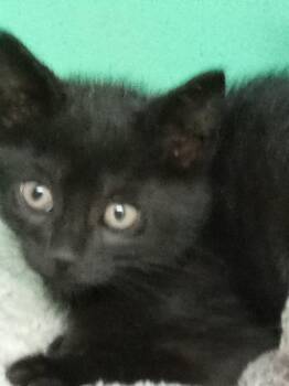 Ragnar -  Domestic Short Hair Cat for Adoption - Ragnar | PetCurious