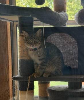 Trevor -  Domestic Short Hair Cat for Adoption in Arthur, Ontario - Trevor | PetCurious