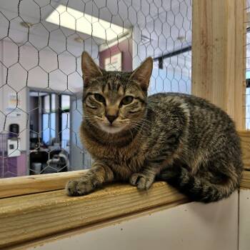 Domestic Short Hair Cats Available for Adoption in Branson, Missouri - Ess-K | PetCurious