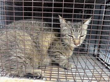 A657987 -  Domestic Short Hair Cat for Adoption in Houston, Texas - A657987 | PetCurious