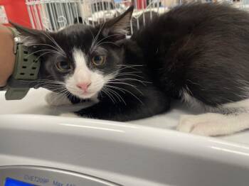 A1926361 -  Domestic Short Hair Cat for Adoption in Thousand Palms, California - A1926361 | PetCurious