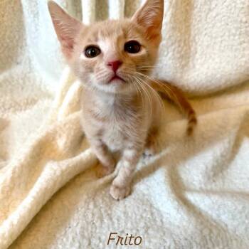Rescue Domestic Short Hair Cats for Adoption in Hawthorne, California - Frito Bandito | PetCurious