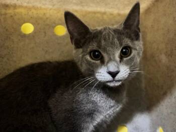 Kanga -  Domestic Short Hair Cat for Adoption in Powell, Ohio - Kanga | PetCurious