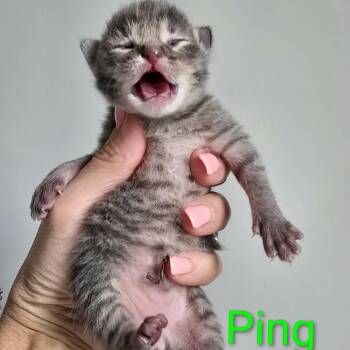 Domestic Short Hair Cats Available for Adoption in Spring Hill, Kansas - Ping | PetCurious