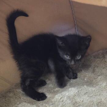 Gator -  Domestic Short Hair Cat for Adoption in Spokane, Washington - Gator | PetCurious
