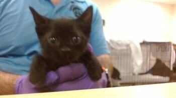 Domestic Short Hair Cats Available for Adoption in Doral, Florida - CLARK | PetCurious