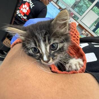 Microsoft -  Domestic Medium Hair Cat for Adoption in Columbus, Georgia - Microsoft | PetCurious