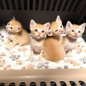 Domestic Short Hair Cats Available for Adoption in Long Beach, California - Batman | PetCurious