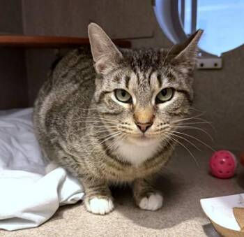 Domestic Short Hair Cats Available for Adoption - Twirl | PetCurious