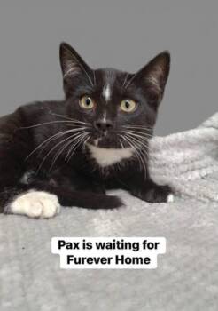 Pax -  Domestic Short Hair Cat for Adoption in Dalworthington Gardens, Texas - Pax | PetCurious
