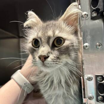Sitka -  Domestic Medium Hair Cat for Adoption in Chattanooga, Tennessee - Sitka | PetCurious