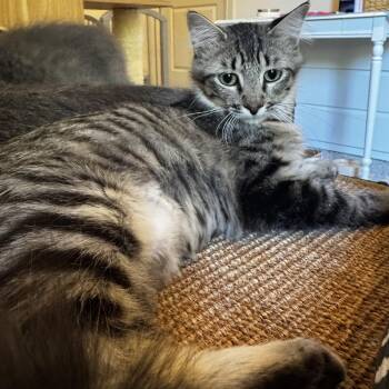 Tawny - sweet likes cats -  Domestic Medium Hair Cat for Adoption in Austin, Texas - Tawny - Sweet Likes Cats | PetCurious