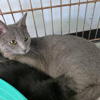 Cole -  Domestic Long Hair Cat for Adoption in Duncan, Oklahoma - Cole | PetCurious